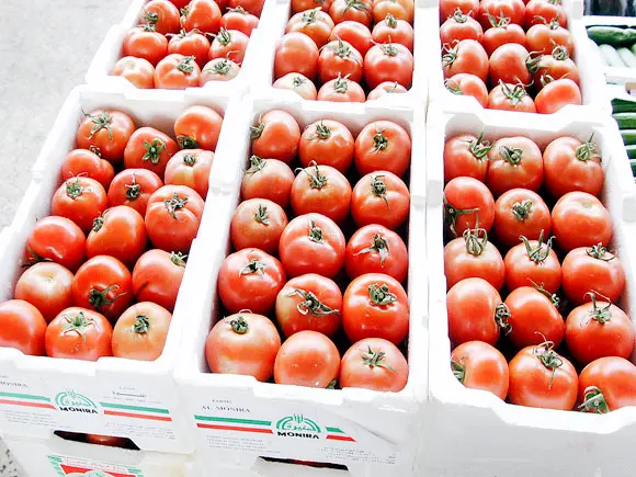 سعر الطماطم اليوم في مصر 2024