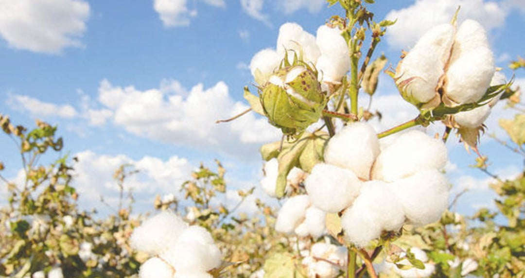 أسعار القطن اليوم في الشرقية 2024