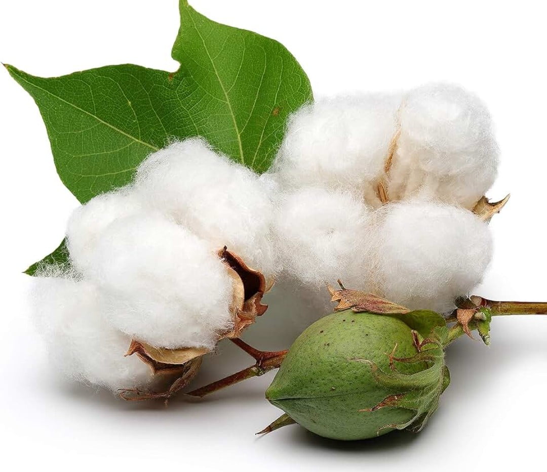 أسعار القطن اليوم في الشرقية 2024