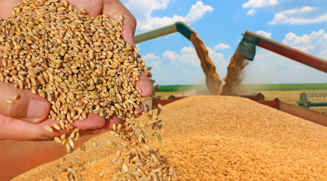 سعر إردب القمح في مصر اليوم 2024